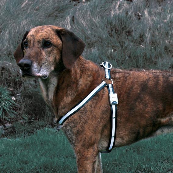 Hundesele Flash 60-90cm M-L Svart