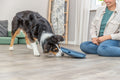 Hundeleke Dog Activity Rocking Mace Ø:28cm Level 1