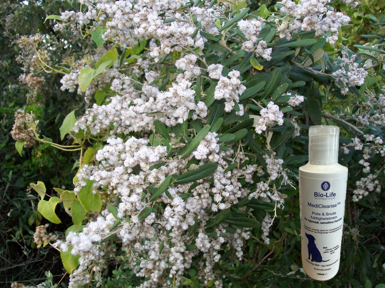 MediCleanse Pote og Sår Krem Hund (Allergi Hemmende) 100ml