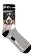 Sokker Berner Sennen 39-44