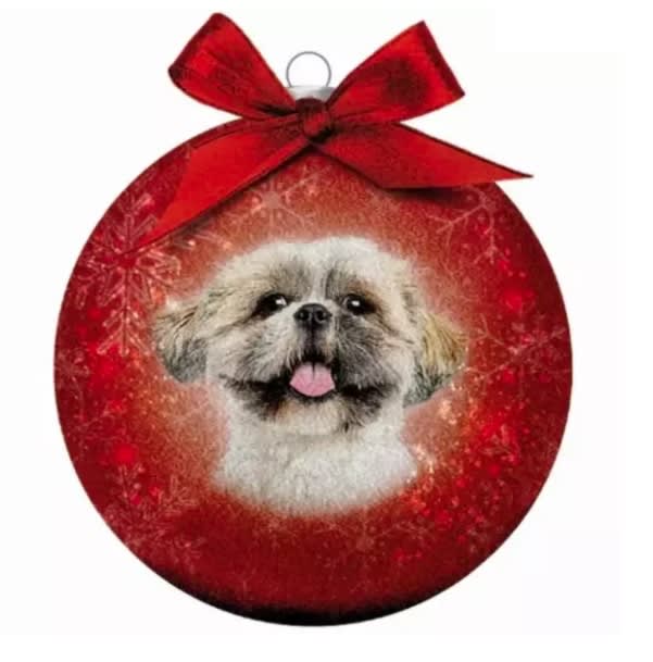 Julekule Shih Tzu