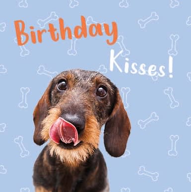 Kort Birthday Kisses Dachs 13,7x13,7cm