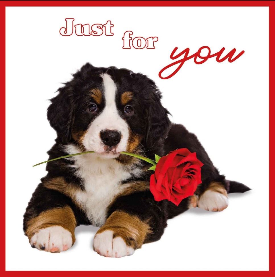 Kort Just for you... Berner Sennen 13,7x13,7cm
