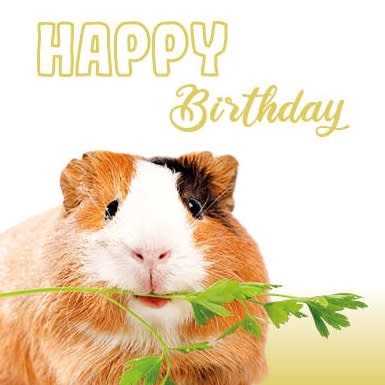 Kort Happy Birthday Marsvin 13,7x13,7cm