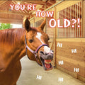 Kort You`re How Old?! Funny Horse 13,7x13,7cm