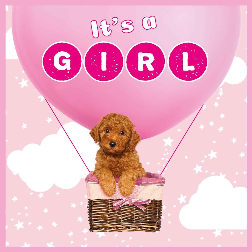 Kort It`s a Girl 13,7x13,7cm