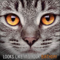 Kort Looks Like It`s Your Birthday Grå Katt 13,7x13,7cm