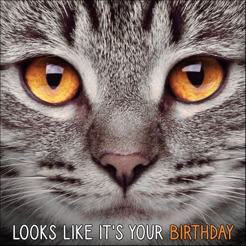 Kort Looks Like It`s Your Birthday Grå Katt 13,7x13,7cm