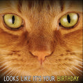Kort Looks Like It`s Your Birthday Rød Katt 13,7x13,7cm