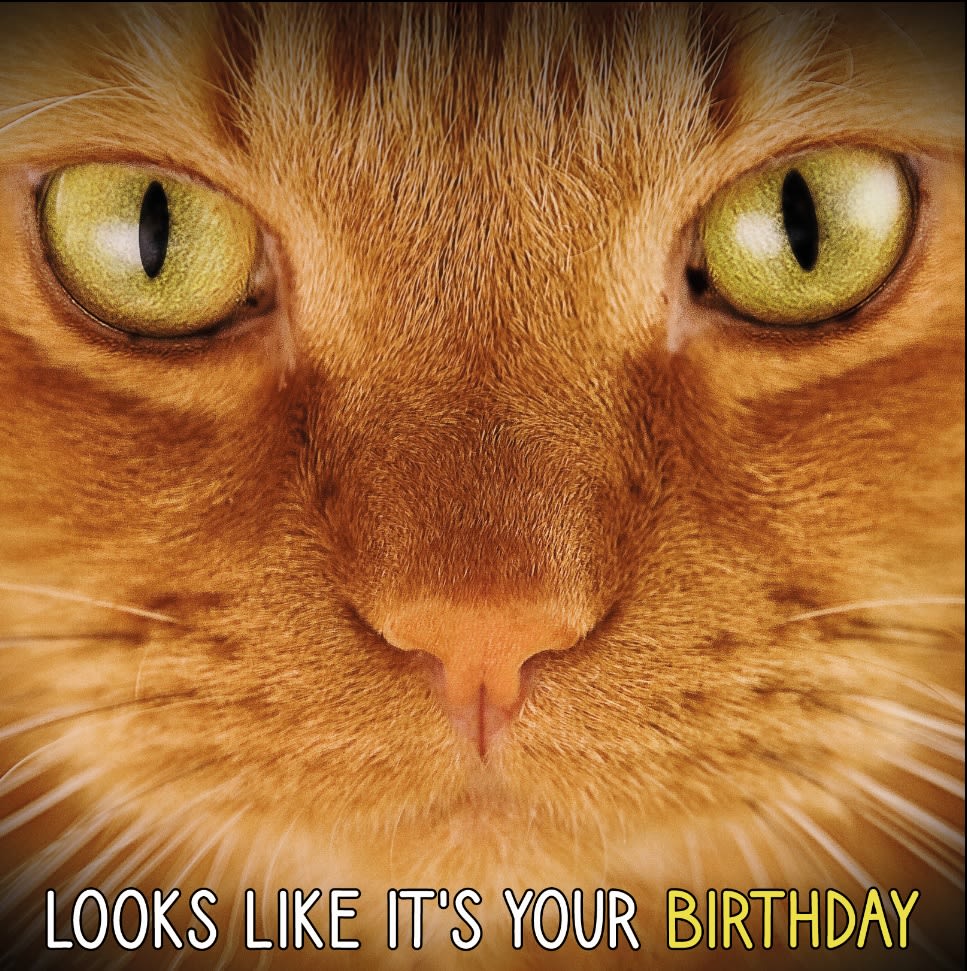 Kort Looks Like It`s Your Birthday Rød Katt 13,7x13,7cm