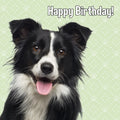 Kort Happy Birthday! Border Collie 13,7x13,7cm