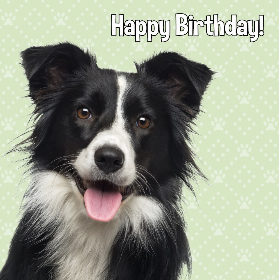 Kort Happy Birthday! Border Collie 13,7x13,7cm