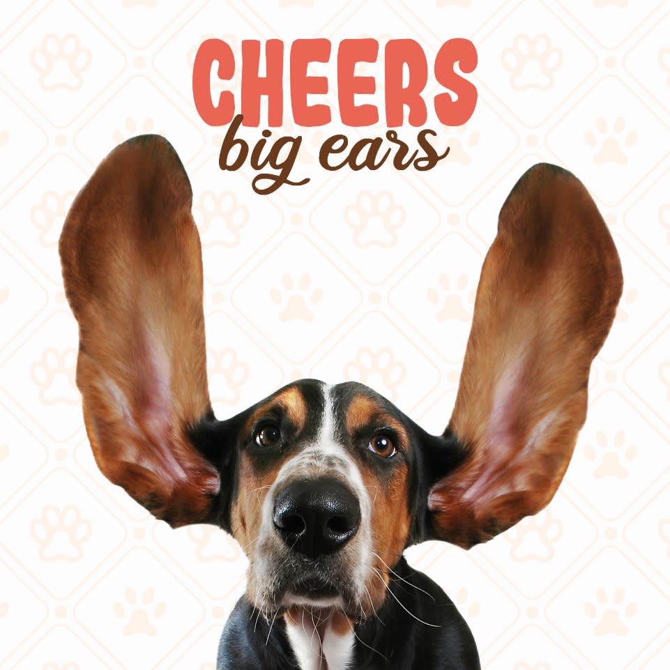 Kort Cheers Big Ears 13,7x13,7cm