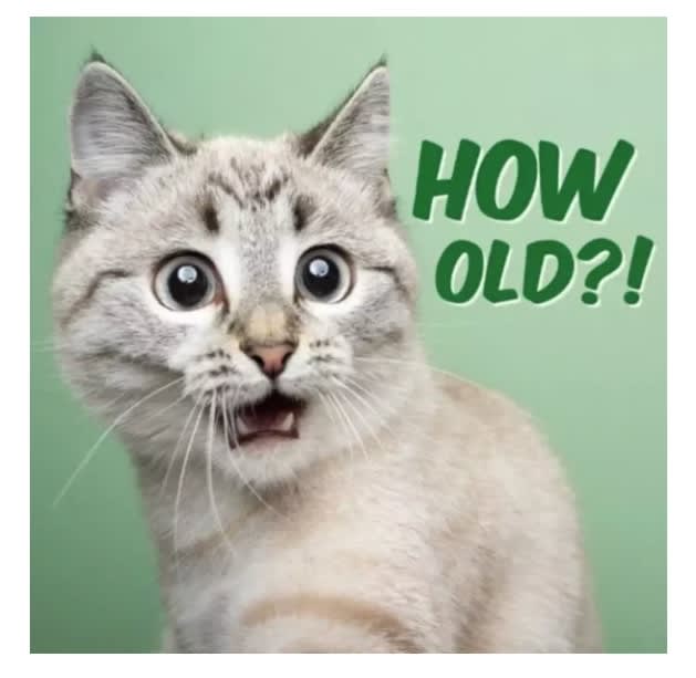 Kort How Old Cat 13,7x13,7cm